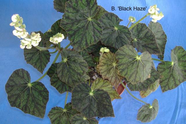 B. ‘Black Haze’